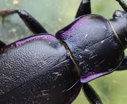 Attēlu rezultāti vaicājumam “Carabus violaceus”