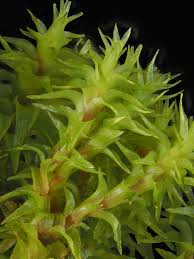 Attēlu rezultāti vaicājumam “Dichodontium pellucidum”