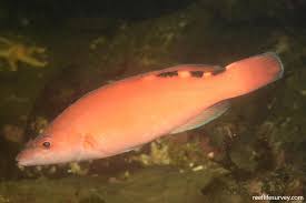 Image result for Labrus mixtus