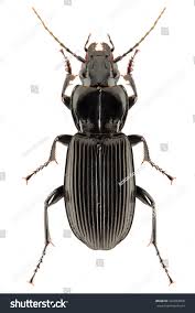 Attēlu rezultāti vaicājumam “Pterostichus melanarius”