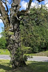 Attēlu rezultāti vaicājumam “Pyrus pyraster”