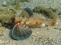Image result for Chelidonichthys cuculus