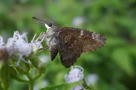 Attēlu rezultāti vaicājumam “Diachea muscorum young”