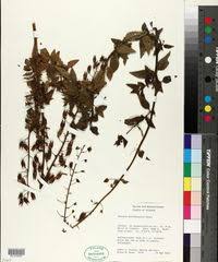 Image result for Alonsoa linearis