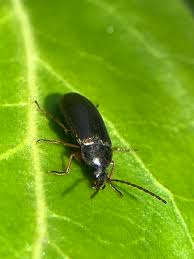 Attēlu rezultāti vaicājumam “Isomira murina”