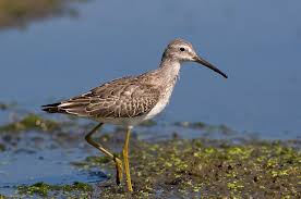 Image result for Calidris himantopus