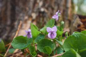 Attēlu rezultāti vaicājumam “Viola uliginosa bud”