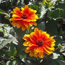 Image result for Heliopsis scabra