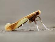 Attēlu rezultāti vaicājumam “Caloptilia alchimiella”