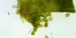 Attēlu rezultāti vaicājumam “Didymodon rigidulus sporophyte”