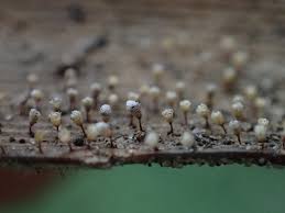 Attēlu rezultāti vaicājumam “Craterium leucocephalum spores”