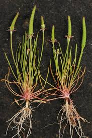 Attēlu rezultāti vaicājumam “Myosurus minimus flower”