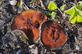 Attēlu rezultāti vaicājumam “Dumontinia tuberosa”