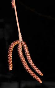 Attēlu rezultāti vaicājumam “Betula nana male flower”