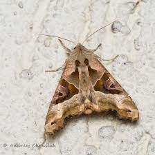 Attēlu rezultāti vaicājumam “Endromidae”