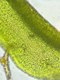 Attēlu rezultāti vaicājumam “Zygodon rupestris”