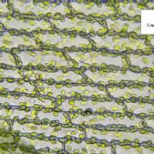 Attēlu rezultāti vaicājumam “Bryum funkii cells”