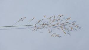 Attēlu rezultāti vaicājumam “Poa nemoralis fruit”