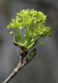 Attēlu rezultāti vaicājumam “Acer platanoides flower”