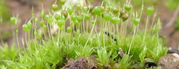 Attēlu rezultāti vaicājumam “Physcomitrium pyriforme sporophyte”