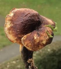 Attēlu rezultāti vaicājumam “Polyporus melanopus”