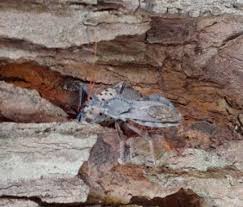 Attēlu rezultāti vaicājumam “Licea pusilla macro”