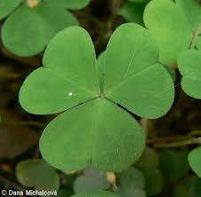 Attēlu rezultāti vaicājumam “Oxalis acetosella”