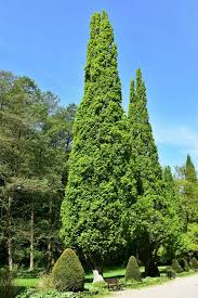 Attēlu rezultāti vaicājumam “Quercus robur Fastigiata leaf”
