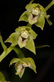 Attēlu rezultāti vaicājumam “Epipactis atrorubens fruit”