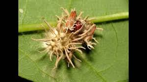 Attēlu rezultāti vaicājumam “Torrubiella arachnophila”