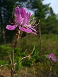 Attēlu rezultāti vaicājumam “Rhododendron canadense flower”