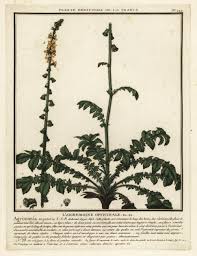 Image result for Agrimonia eupatoria
