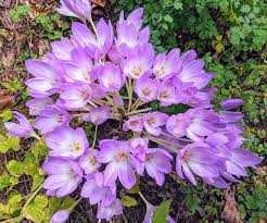Attēlu rezultāti vaicājumam “Colchicum szovitsii subsp. szovitsii flower”