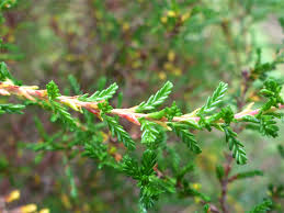 Attēlu rezultāti vaicājumam “Calluna vulgaris leaf”