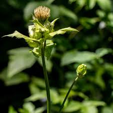 Attēlu rezultāti vaicājumam “Cirsium oleraceum leaf”