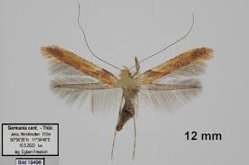 Attēlu rezultāti vaicājumam “Caloptilia hemidactylella”