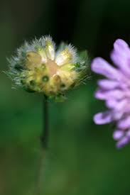 Image result for Knautia arvensis