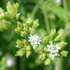 Image result for Stevia rebaudiana