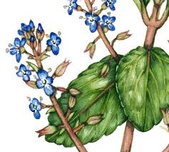 Attēlu rezultāti vaicājumam “Veronica beccabunga bud”