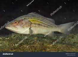 Image result for Epinephelus costae