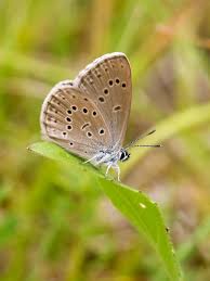 Attēlu rezultāti vaicājumam “Maculinea alcon upperside”