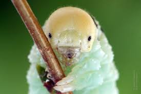 Attēlu rezultāti vaicājumam “Cimbex femoratus imago”