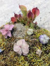 Attēlu rezultāti vaicājumam “Pinguicula alpina”