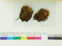 Attēlu rezultāti vaicājumam “Cephaloziella hampeana”