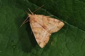 Attēlu rezultāti vaicājumam “Cosmia trapezina”