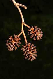 Attēlu rezultāti vaicājumam “Alnus incana bud”