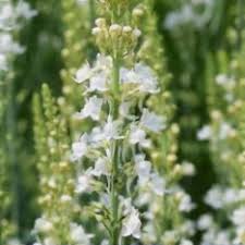 Attēlu rezultāti vaicājumam “Linaria loeselii leaf”