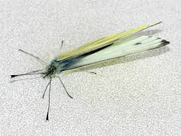 Attēlu rezultāti vaicājumam “Pieris napi male”