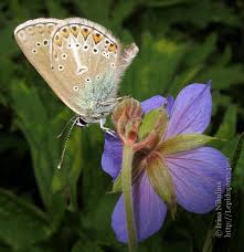 Attēlu rezultāti vaicājumam “Eumedonia eumedon underside”