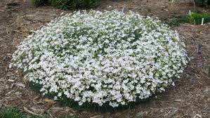 Attēlu rezultāti vaicājumam “Dianthus arenarius bud”